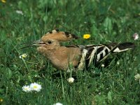 Upupa epops 11, Hop, Saxifraga-Jan van der Straaten