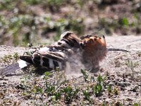 Upupa epops 15, Hop, Saxifraga-Bart Vastenhouw