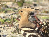 Upupa epops 17, Hop, Saxifraga-Peter Meininger