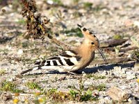 Upupa epops 18, Hop, Saxifraga-Peter Meininger