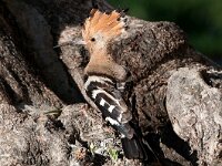 Upupa epops 19, Hop, Saxifraga-Joerg Mager