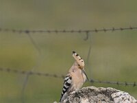 Upupa epops 2, Hop, Saxifraga-Martin Mollet