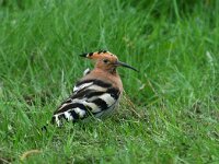 Upupa epops 20, Hop, Saxifraga-Bart Vastenhouw
