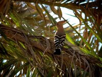 Upupa epops 27, Hop, Saxifraga-Bart Vastenhouw