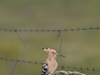 Upupa epops 3, Hop, Saxifraga-Martin Mollet