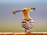 Upupa epops 33, Hop, Saxifraga-Bart Vastenhouw