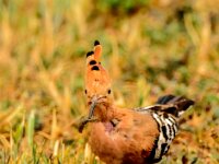 Upupa epops 42, Hop, adult, Saxifraga-Theo Verstrael