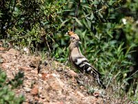 Upupa epops 44, Hop, adult, Saxifraga-Theo Verstrael