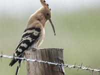 Upupa epops 47, Hop, adult, Saxifraga-Theo Verstrael