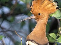 Upupa epops 6, Hop,  Saxifraga-Janus Verkerk