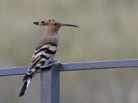 Upupa epops 9, Hop, Saxifraga-Mark Zekhuis