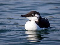 Uria aalge 10, Zeekoet, Saxifraga-Bart Vastenhouw