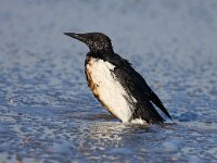 Uria aalge 25, Zeekoet, Saxifraga-Bart Vastenhouw