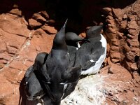 Uria aalge 41, Zeekoet, Saxifraga-Bart Vastenhouw