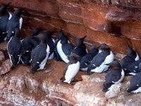 Uria aalge 43, Zeekoet, Saxifraga-Bart Vastenhouw