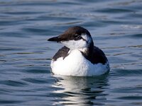 Uria aalge 48, Zeekoet, Saxifraga-Bart Vastenhouw