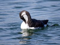 Uria aalge 49, Zeekoet, Saxifraga-Bart Vastenhouw