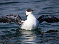 Uria aalge 51, Zeekoet, Saxifraga-Bart Vastenhouw