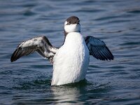 Uria aalge 52, Zeekoet, Saxifraga-Bart Vastenhouw