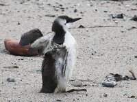 Uria aalge 53, Zeekoet, Saxifraga-Bart Vastenhouw