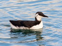 Uria aalge 64, Zeekoet, Saxifraga-Bart Vastenhouw