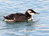 Uria aalge 65, Zeekoet, Saxifraga-Bart Vastenhouw