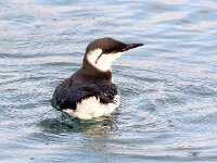 Uria aalge 67, Zeekoet, Saxifraga-Bart Vastenhouw (