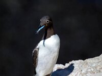 Uria aalge 71, Zeekoet, Saxifraga-Bart Vastenhouw