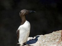 Uria aalge 77, Zeekoet, Saxifraga-Bart Vastenhouw