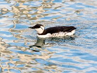 Uria aalge 78, Zeekoet, Saxifraga-Bart Vastenhouw