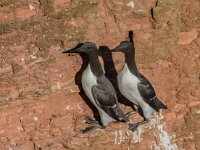 Uria aalge 79, Zeekoet, adult, Saxifraga, Theo Verstrael