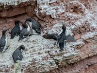 Uria aalge 80, Zeekoet, adult, Saxifraga, Theo Verstrael