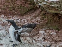 Uria aalge 81, Zeekoet, adult, Saxifraga, Theo Verstrael