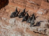 Uria aalge 83, Zeekoet, adult, Saxifraga, Theo Verstrael