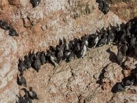 Uria aalge 87, Zeekoet, adult, Saxifraga, Theo Verstrael