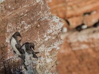 Uria aalge 89, Zeekoet, adult, Saxifraga, Theo Verstrael