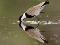 Sporenkievit, Spur-winged Lapwing; Spur-winged Plover, Vanellus  Sporenkievit, Spur-winged Lapwing; Spur-winged Plover, Vanellus spinosus : Africa, Afrika, april, bird, centraal afrika, Central Afrika, foerageren, foeragerend, foraging, lente, Luganda, migratory bird, nature, natuur, Oeganda, rainy season, reflectie, reflection, regenseizoen, Sporenkievit, spring, Spur-winged Lapwing, Spur-winged Plover, steltloper, trekvogel, Uganda, Vanellus spinosus, vogel, voorjaar, wader, weerspiegeling