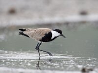 Sporenkievit, Spur-winged Lapwing; Spur-winged Plover, Vanellus  Sporenkievit, Spur-winged Lapwing; Spur-winged Plover, Vanellus spinosus : Africa, Afrika, april, bird, centraal afrika, Central Afrika, foerageren, foeragerend, foraging, lente, Luganda, migratory bird, nature, natuur, Oeganda, rainy season, reflectie, reflection, regenseizoen, Sporenkievit, spring, Spur-winged Lapwing, Spur-winged Plover, steltloper, trekvogel, Uganda, Vanellus spinosus, vogel, voorjaar, wader, weerspiegeling