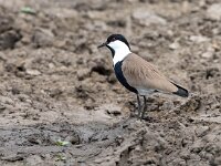 Vanellus spinosus 4, Sporenkievit, Saxifraga-Bart Vastenhouw