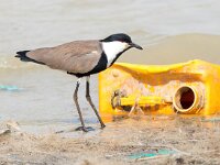 Vanellus spinosus 5, Sporenkievit, Saxifraga-Bart Vastenhouw
