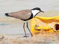 Vanellus spinosus 6, Sporenkievit, Saxifraga-Bart Vastenhouw