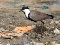 Vanellus spinosus 7 Sporenkievit, Saxifraga-Bart Vastenhouw