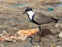 Vanellus spinosus 8, Sporenkievit, Saxifraga-Bart Vastenhouw