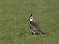 Vanellus vanellus 11, Kievit, Saxifraga-Luc Hoogenstein
