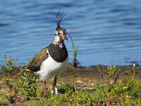 Vanellus vanellus 138, Kievit, Saxifraga-Hans Dekker