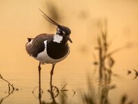 Frontal view of Backlit male Northern Lapwing  Frontal view of Backlit male Northern Lapwing (Vanellus vanellus) wading in shallow water in the orange light of the rising sun : Europe, Northern Lapwing, The Netherlands, Vanellus vanellus, adult, animal, backlight, beak, behavior, bird, breeding plumage, crest, dark, dawn, eating, farmland, fauna, feather, feeding, foraging, front view, grass, grassland, head, least concern, leg, looking, looking at camera, low angle view, male, marken, marsh, marshland, may, meadow, meadow bird, morning, nature management, one animal, peewit, pewit, plover, profile, resting, side view, silhouette, spring, springtime, standing, stewardship, sunrise, swamp, vegetation, wader, wader bird, wading, waiting, walking, water, wetland, worm's-eye view