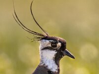 Vertical portrait of Northern lapwing with bright green background  Vertical portrait of Northern lapwing (Vanellus vanellus) bird in grassland habitat where it breeds. with bright green colored background : Netherlands, adorable, animal, background, bird, birdwatching, black, crest, crested, cute, dutch, europe, european, fauna, field, friesland, funny, grass, green, head, holland, iconic, iridescent, lake, lapwing, looking, marsh, meadow, nature, northern, pearly, peewit, plover, portrait, profile, russia, shimmering, shiny, side, sideview, spring, swamp, vanellus, wader, walking, water, wetland, white, wild, wildlife