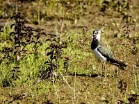 Vanellus vanellus 155, Kievit, adult, female, Saxifraga-Theo Verstrael