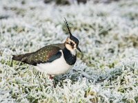 Vanellus vanellus 157, Kievit, adult, female, Saxifraga-Theo Verstrael