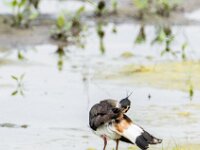 Vanellus vanellus 159, Kievit, adult, female, Saxifraga-Theo Verstrael